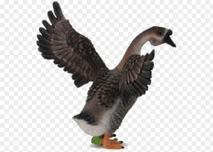 Wings Of The Goose Mallard Bird Amazon.com 0 PNG
