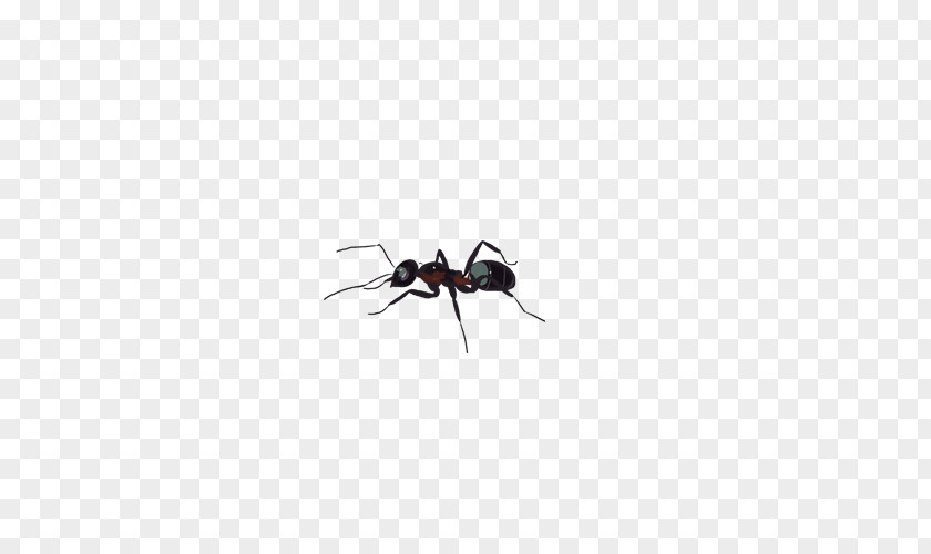 Ant Black Garden Insect Tupolev ANT-2 PNG