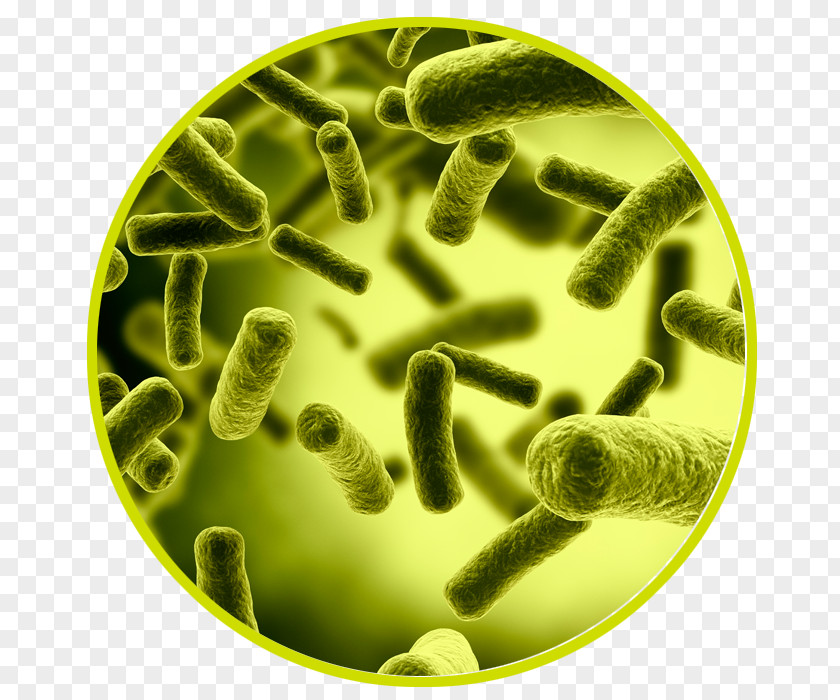 Health Bacteria Medical Diagnosis Debridement E. Coli Antibiotics PNG