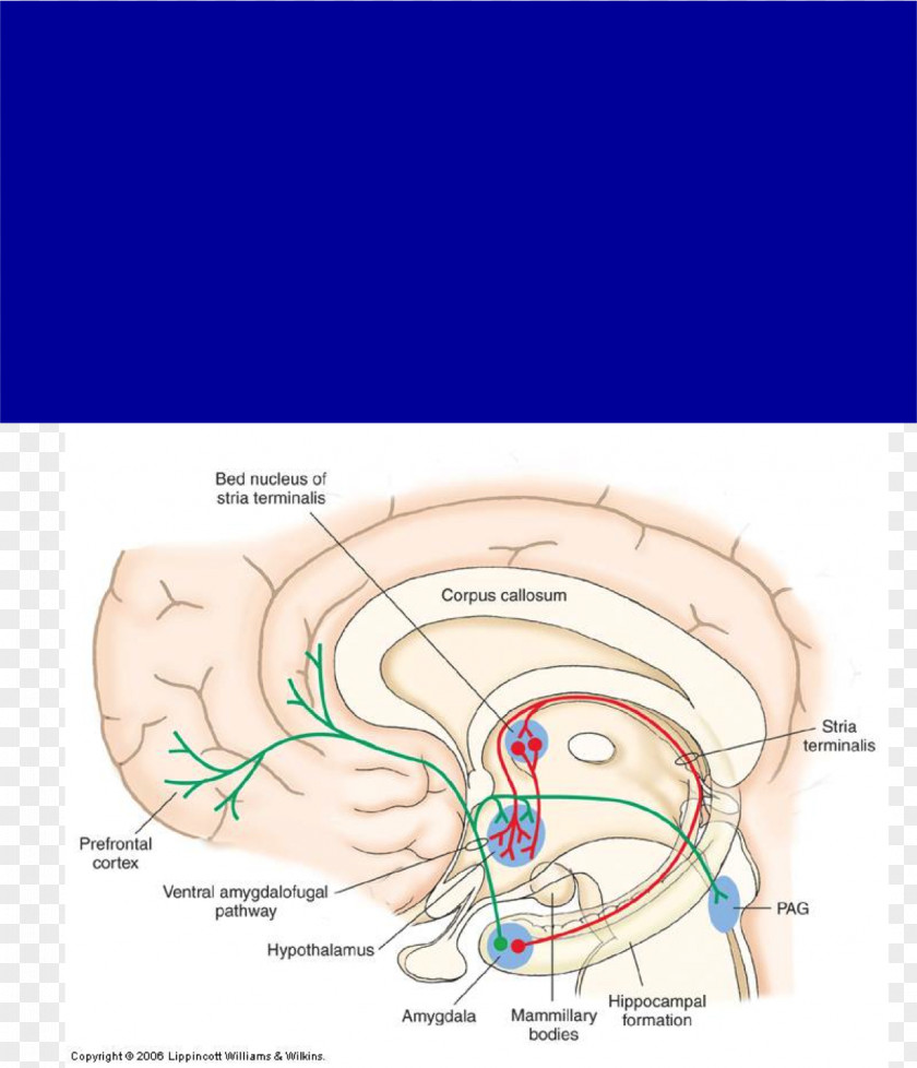 Hippocampus Basal Forebrain Amygdalofugal Pathway Stria Terminalis Nucleus Accumbens PNG