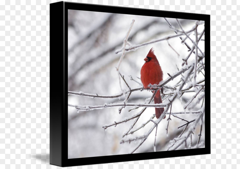 Necklace Northern Cardinal Gallery Wrap Picture Frames Red PNG