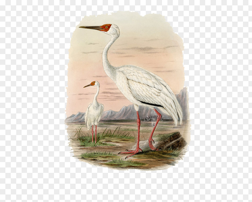 White Crane FIG. A History Of The Birds Europe: Including All Species Inhabiting Western Palaeactic Region PNG