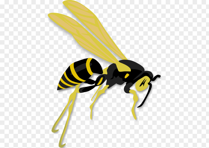 Bee Hornet Western Honey Clip Art Wasp PNG