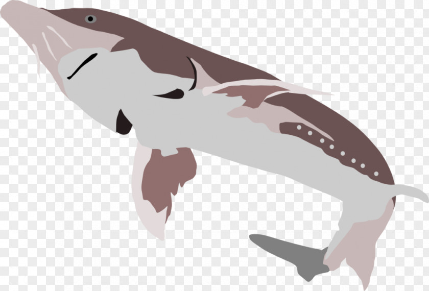 Beluga Caviar White Sturgeon Tyrannosaurus Shark PNG