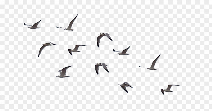 Bird Flock Drawing Clip Art PNG