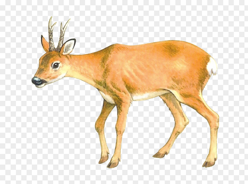 Deer Roe Moose Animal PNG