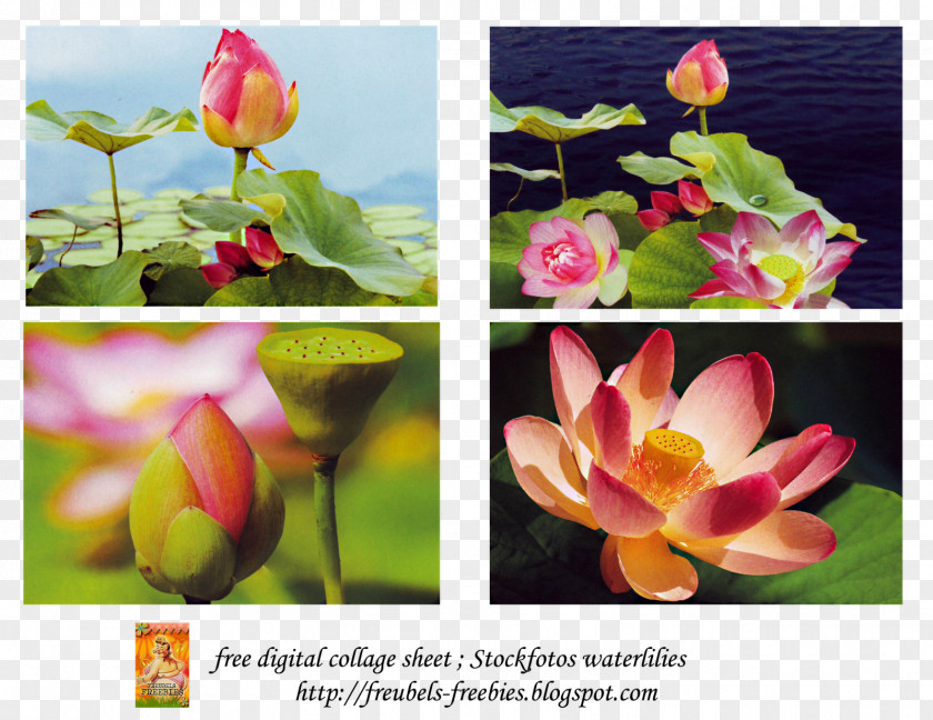 Design Nelumbo Nucifera Lotus And Nympheas Floral Yellow PNG