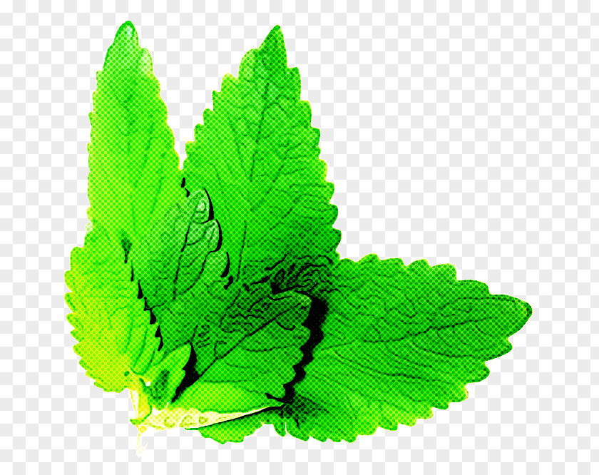 Flower Herb Leaf Green Plant PNG