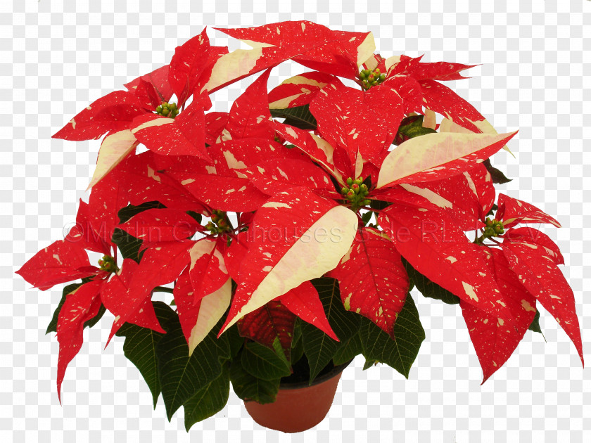Flower Poinsettia Red Spurges Green PNG