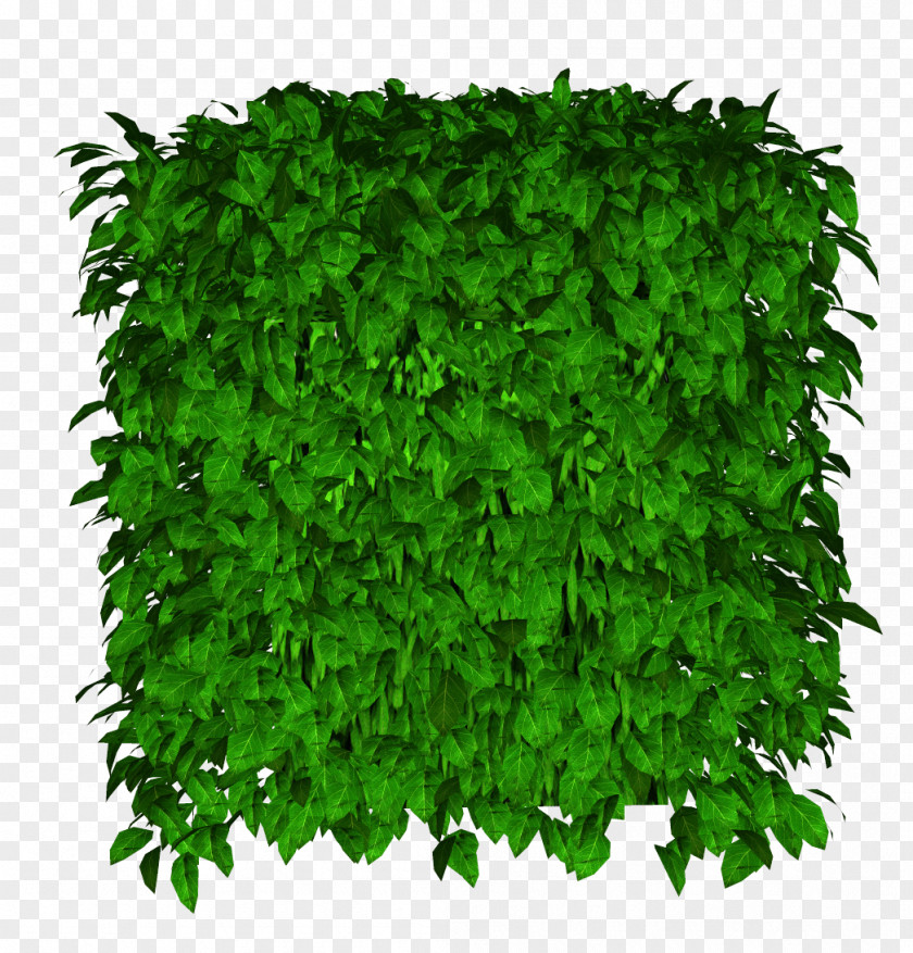 Grass PNG clipart PNG