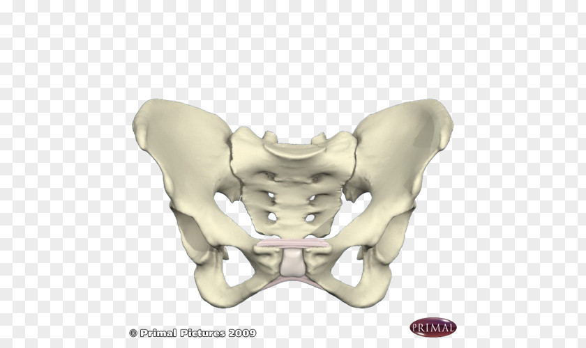 Skeleton Pelvis Bone Human Pelvic Tilt PNG