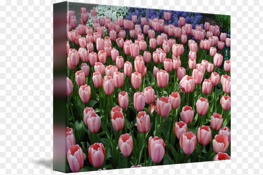 Tulip Floristry Cut Flowers Petal Pink M PNG