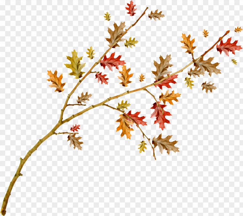 Autumn .net Painting Leaf Clip Art PNG