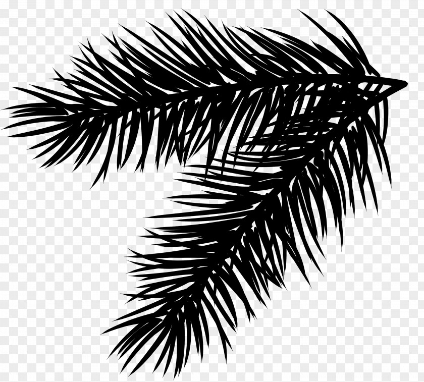 Branch Tree Clip Art Conifer Cone Fir PNG