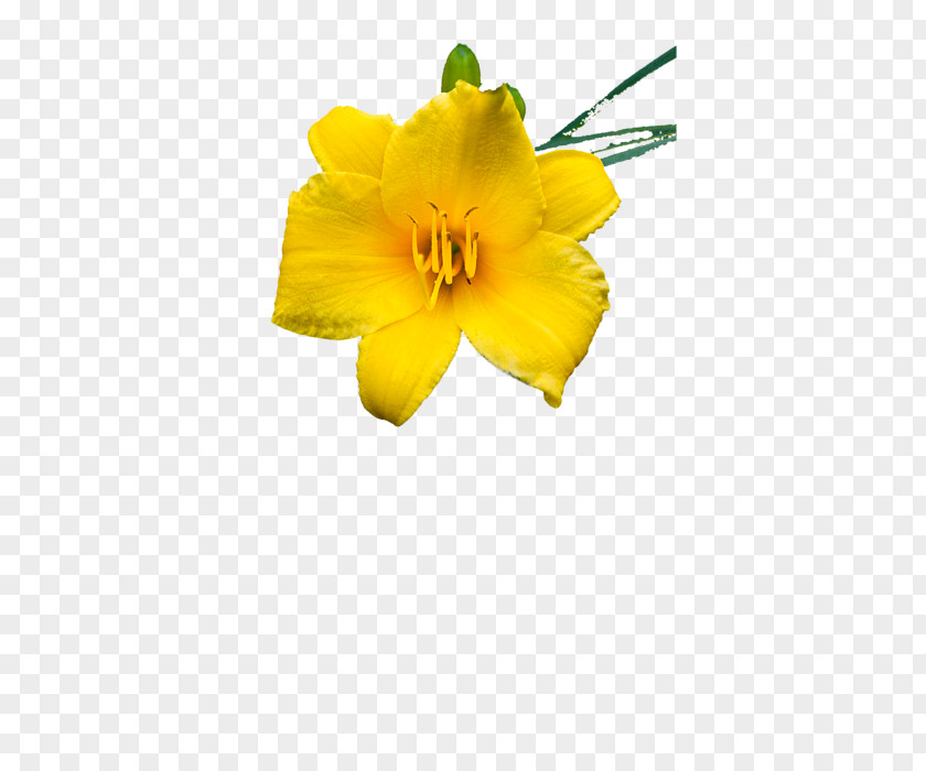 Daylily Petal Cut Flowers Flowering Plant PNG