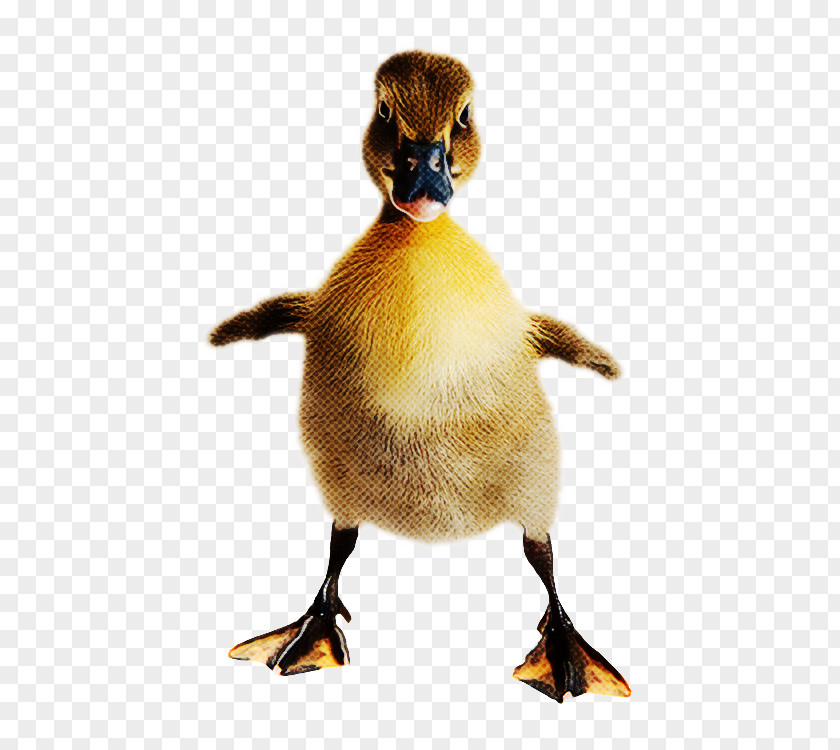 Duck Bird Water Ducks, Geese And Swans Beak PNG