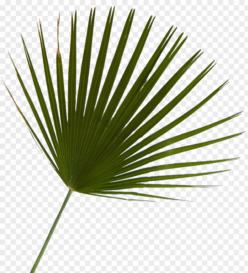 Tree Arecaceae Saw Palmetto Plant Leaf PNG
