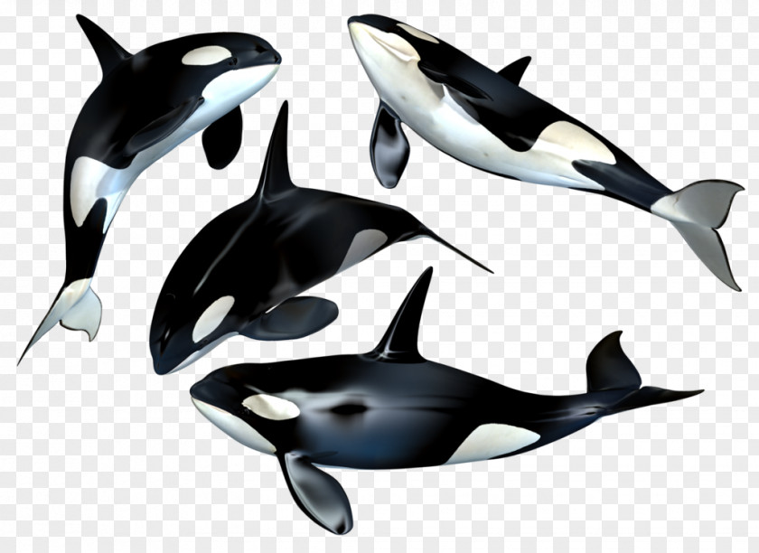 Whale Killer Clip Art PNG