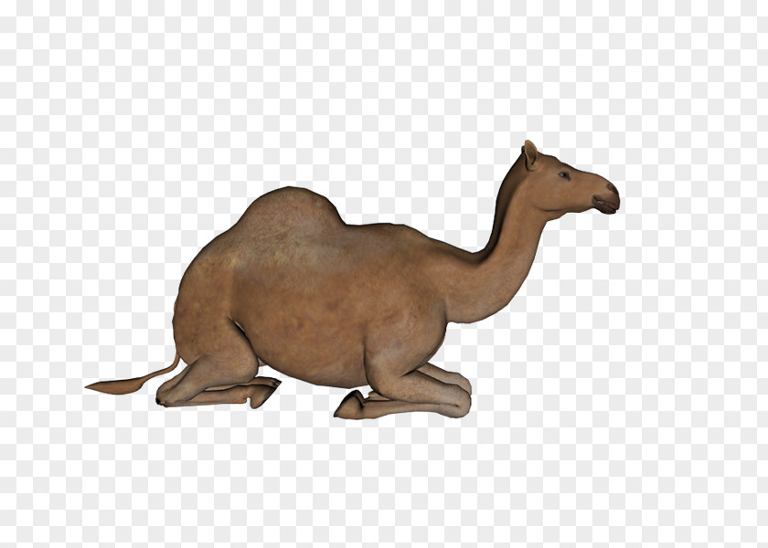Camello Bactrian Camel Dromedary Clip Art PNG
