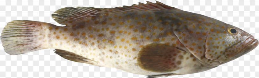 Chernabog Cartoon Fish Blacktip Grouper White Greasy Stock Photography PNG