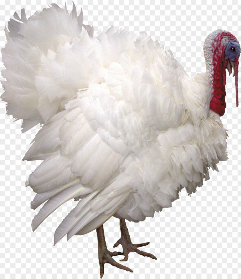 Cock Turkey Bird Chicken Clip Art PNG