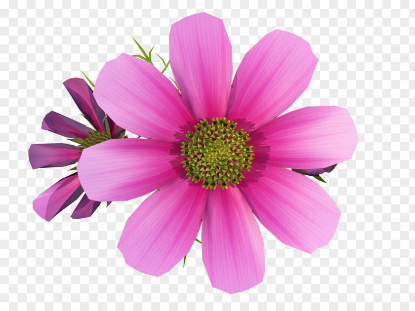 Cosmos Flower Art Clip PNG