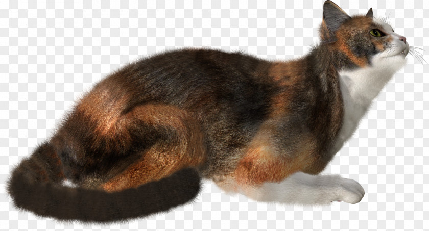 Cute Cat Kitten Felidae Clip Art PNG