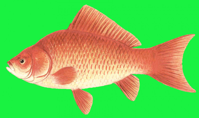 Cute Goldfish Art Northern Red Snapper Feeder Fish Tilapia Perch PNG