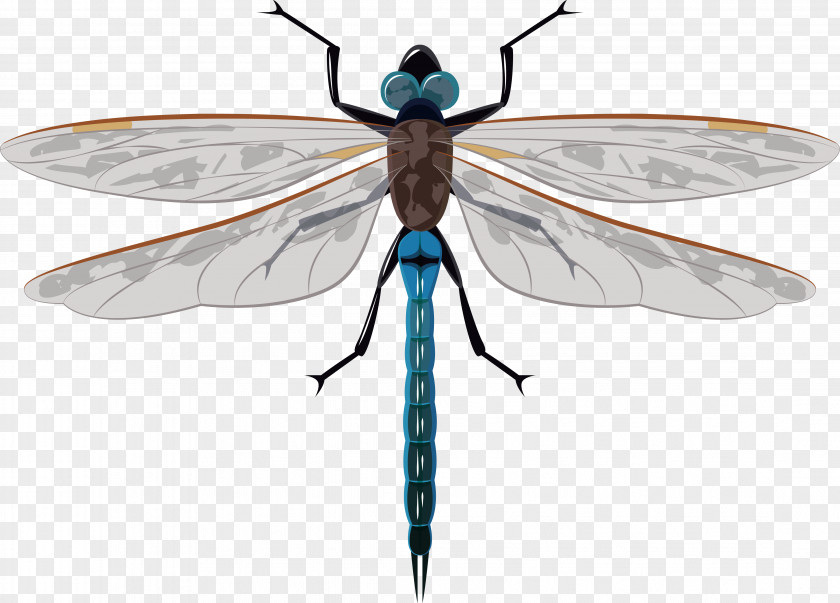 Hand Drawn Vector Dragonfly Butterfly Insect Wing PNG