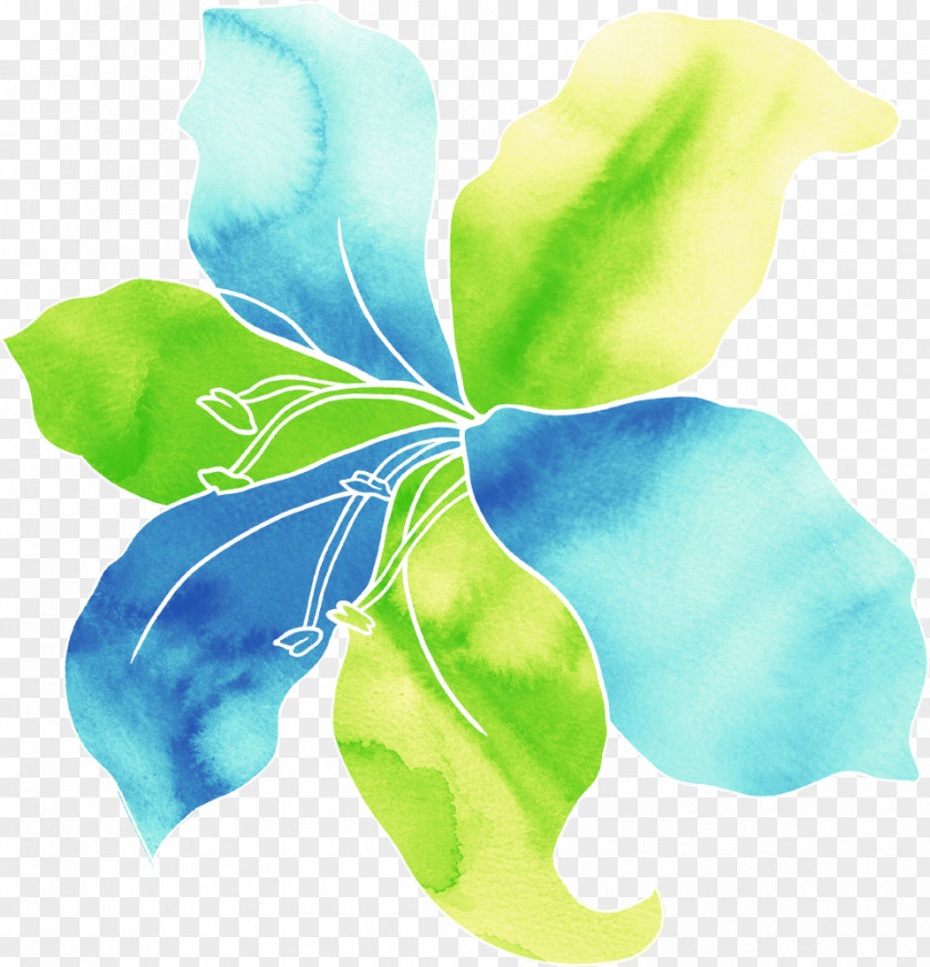 Leaf Plant Petal Flower Morning Glory PNG