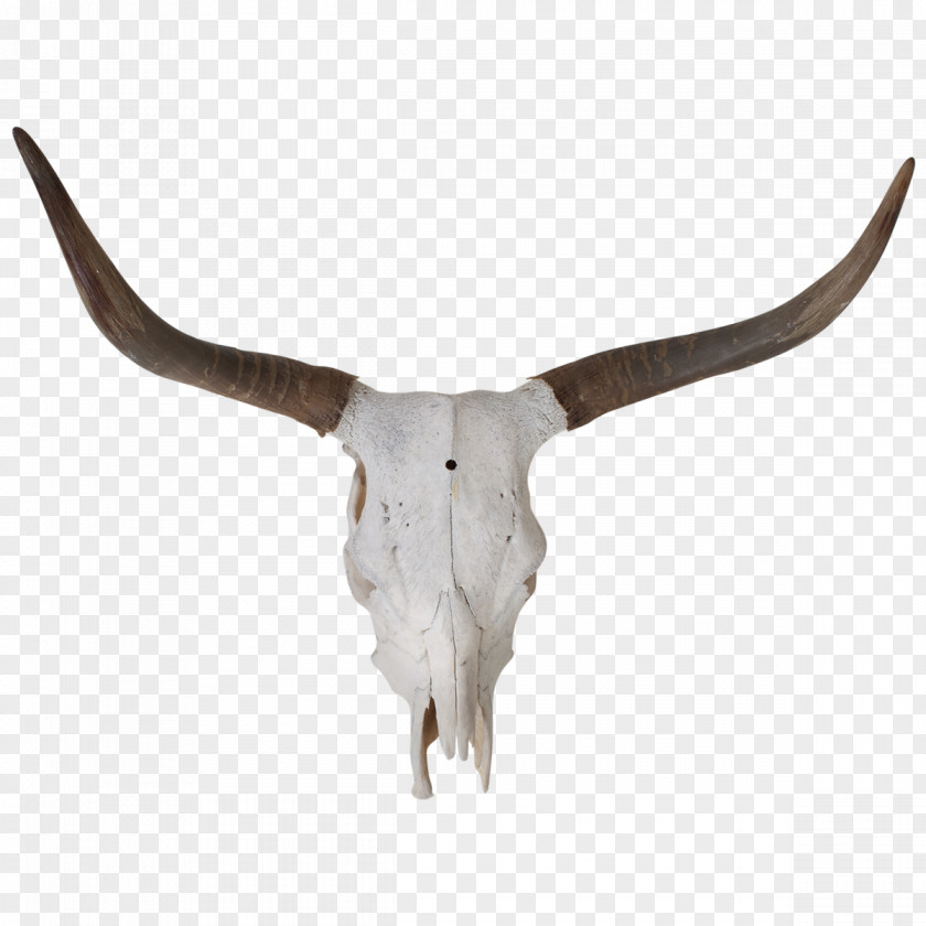 Longhorn Texas Bull Skull Bone PNG