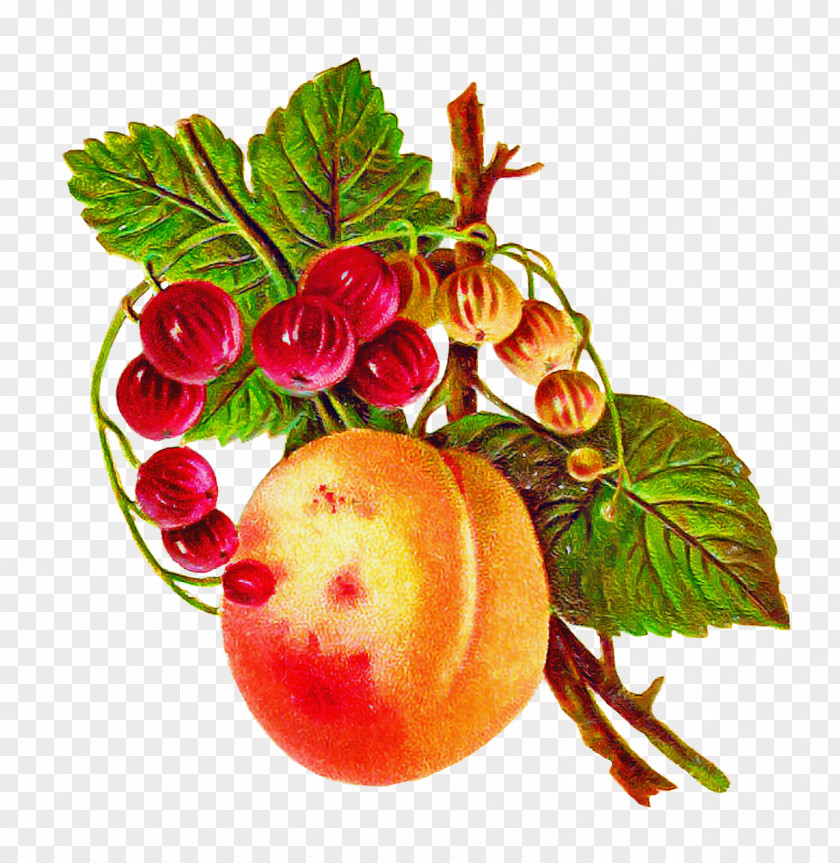 Natural Foods Leaf Food Plant Fruit PNG