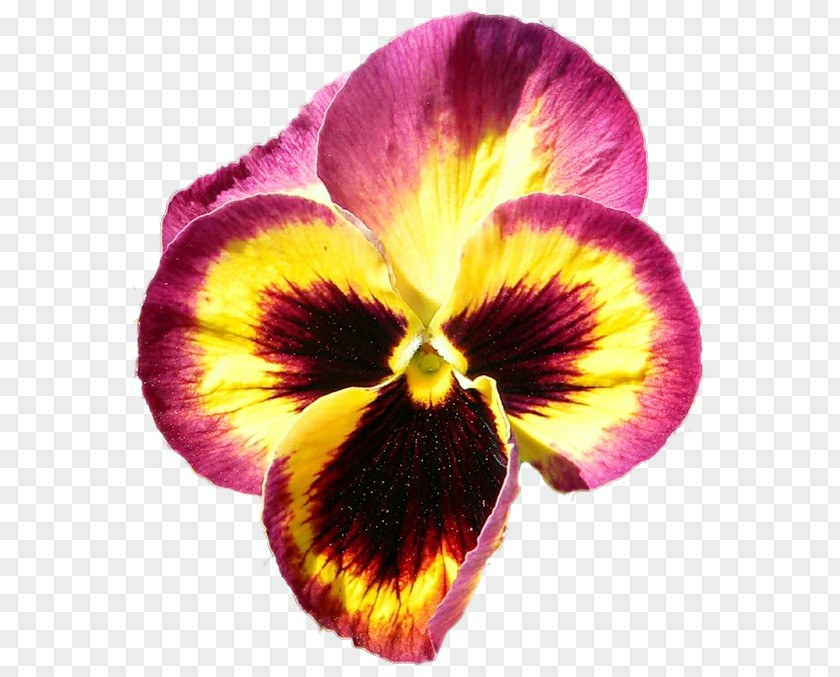 Purple Pansy Close-up PNG