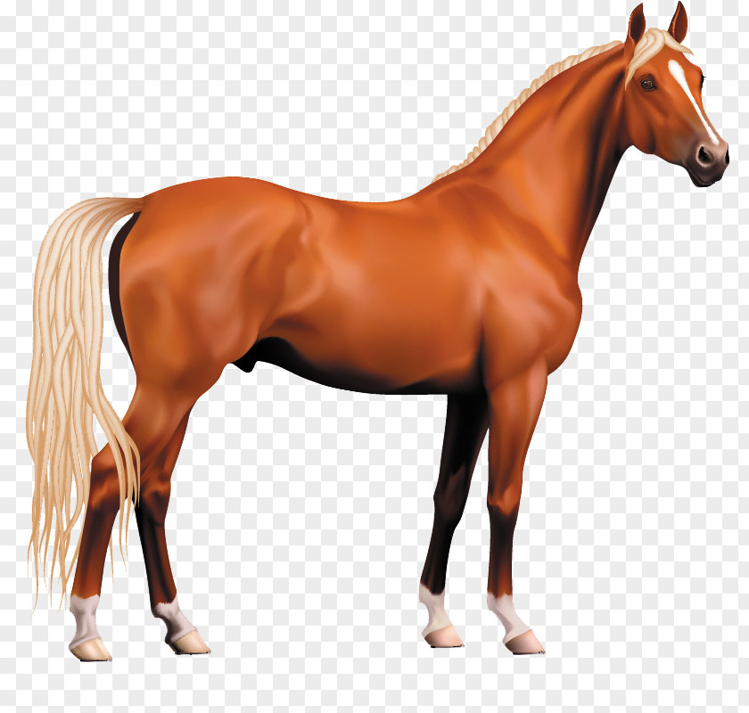 Animal Horse Morgan Pony Stallion Clip Art PNG