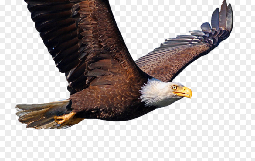Bird Bald Eagle Desktop Wallpaper Common Starling PNG