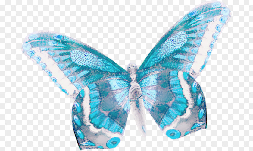 Butterfly Alcon Blue Moth Insect PNG