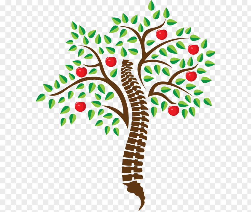 Cherry Tree Chiropractic Clip Art Vertebral Column Image Design PNG