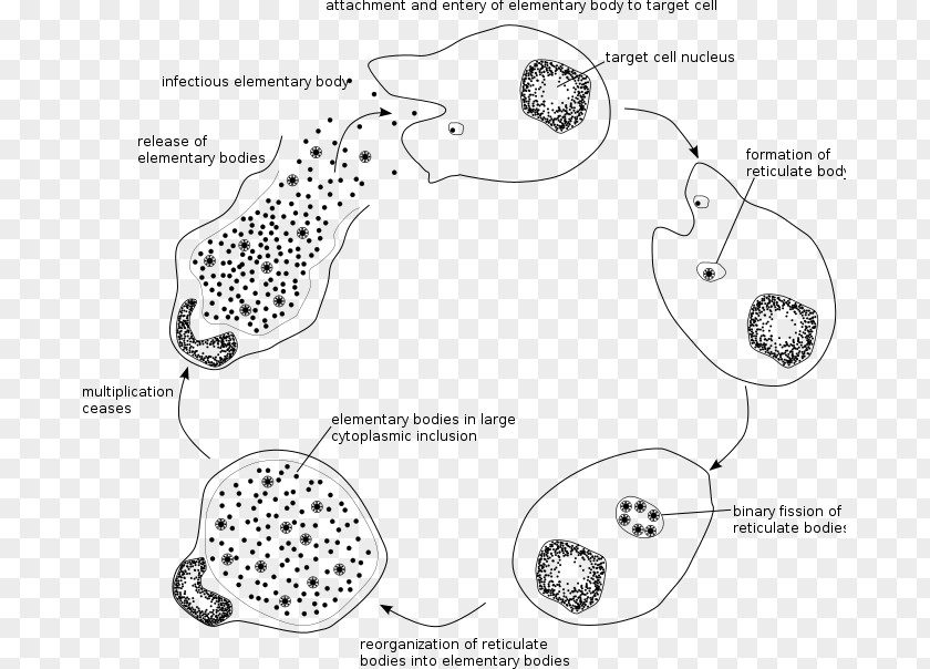 Cycle Chlamydia Trachomatis Chlamydiae Infection Intracellular Parasite Pathogenic Bacteria PNG