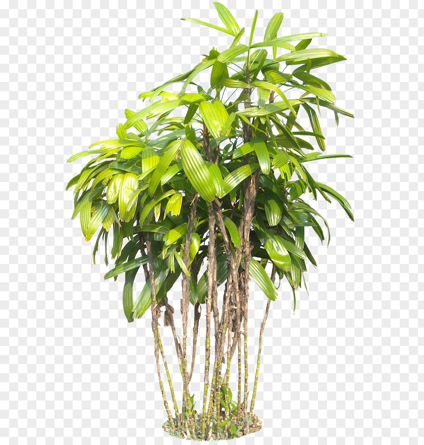 Tropical Plant Tree Subtropics PNG