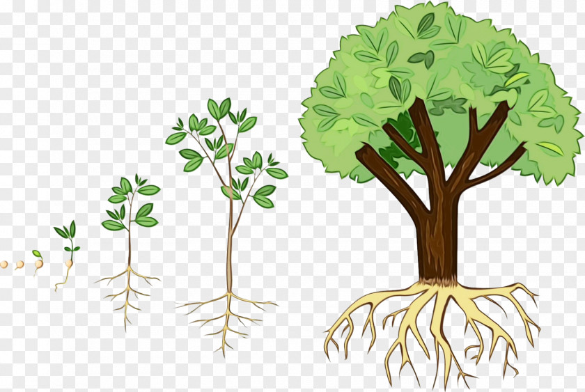 Vascular Plant Arbor Day Seed Tree Plants Root Design PNG