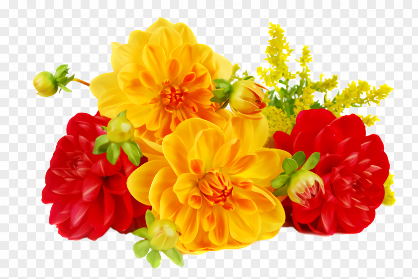 Tagetes Patula Flowering Plant Orange PNG