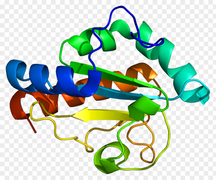 TXNDC12 Thioredoxin Domain Protein PDIA2 PNG