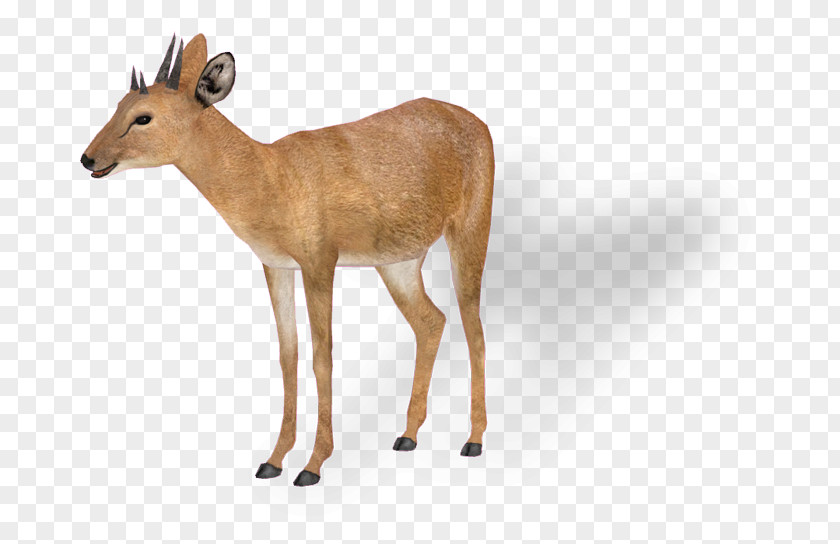 Zoo Background Antelope White-tailed Deer Impala Tetracerus Quadricornis Giraffe PNG
