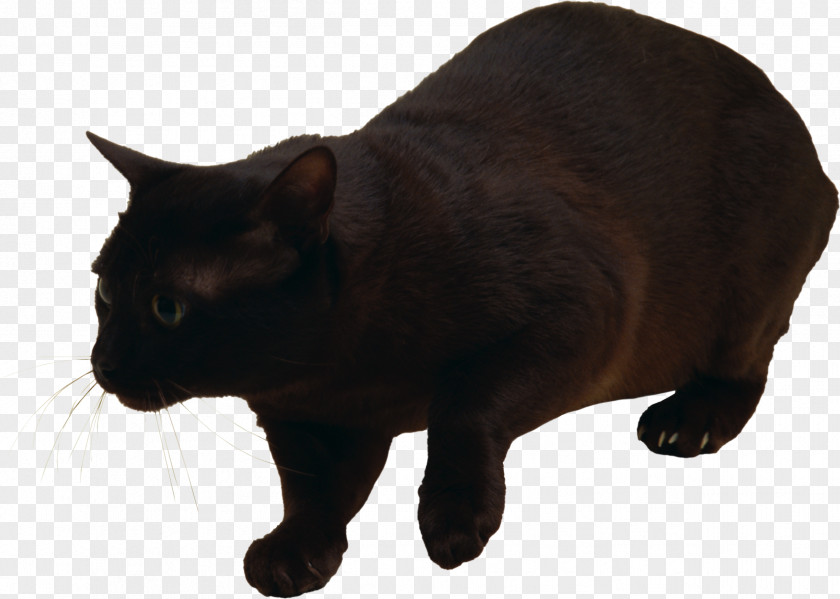 Black Cat Manx Havana Brown Felidae Kitten PNG