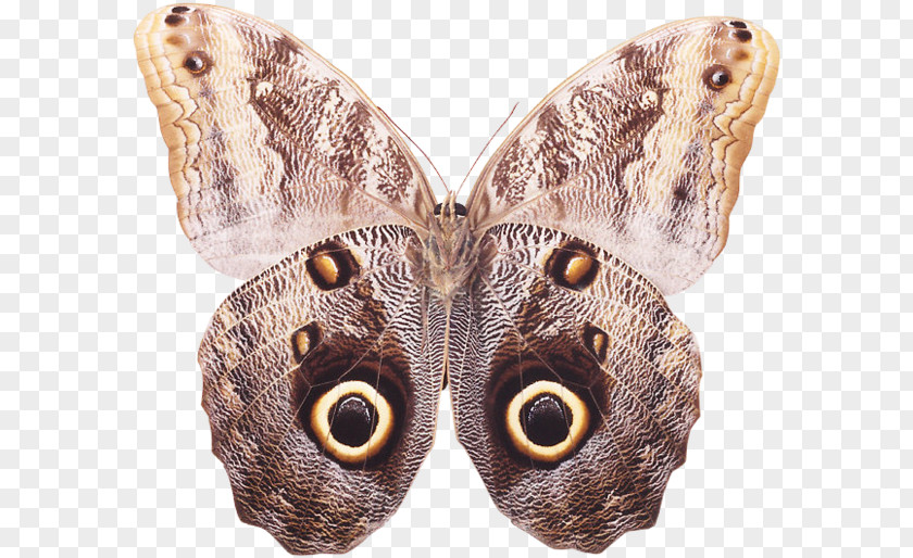 Butterfly Brush-footed Butterflies Moth PNG