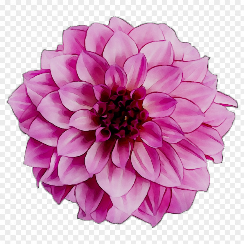 Dahlia Cut Flowers Chrysanthemum Purple Annual Plant PNG