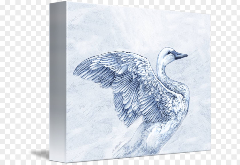 Duck Cygnini Imagekind Goose Art PNG