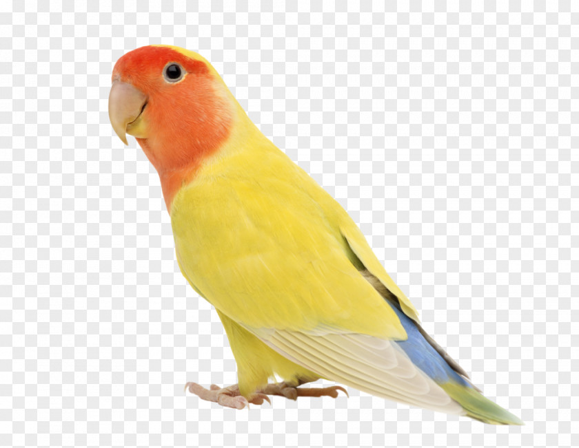 Eclectus Parrot Budgerigar Rosy-faced Lovebird Stock Photography Cockatiel PNG