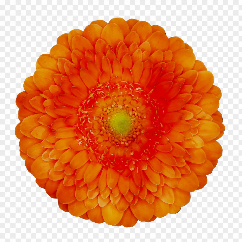Flower Barberton Daisy Clip Art Floral Design Image PNG