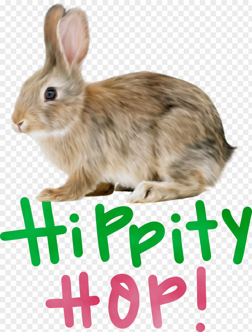 Hare Whiskers Rabbit Tail PNG